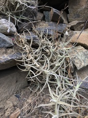 Tillandsia paleacea