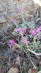 Boechera breweri breweri