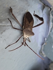 Acanthocephala declivis