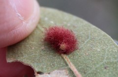 Neuroterus aliceae