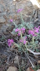 Boechera breweri breweri