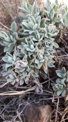 Boechera breweri breweri