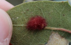 Neuroterus aliceae