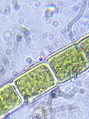 Microspora