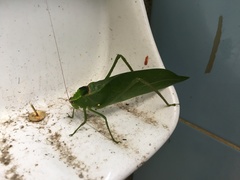 Stilpnochlora incisa