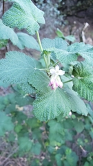 Ribes malvaceum malvaceum