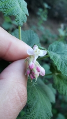 Ribes malvaceum malvaceum