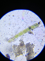 Microspora