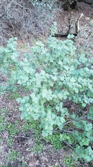 Ribes malvaceum malvaceum
