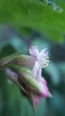 Ribes malvaceum malvaceum