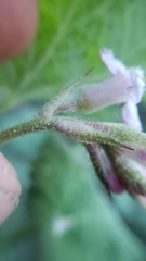 Ribes malvaceum malvaceum