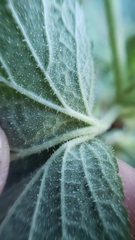 Ribes malvaceum malvaceum