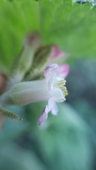 Ribes malvaceum malvaceum