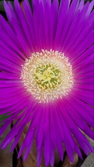 Carpobrotus glaucescens