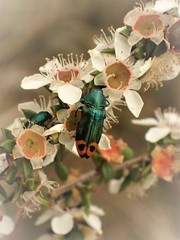 Castiarina ocelligera