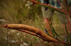 Gastrinodes bitaeniaria