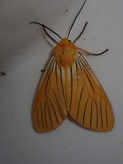 Pseudischnocampa nervosa