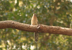Cacomantis flabelliformis flabelliformis