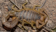 Parabuthus planicauda