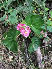 Begonia bracteosa