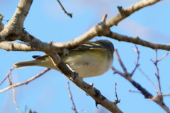 Vireo solitarius