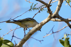 Vireo solitarius