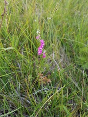 Spiranthes sinensis