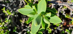 Veronica albicans