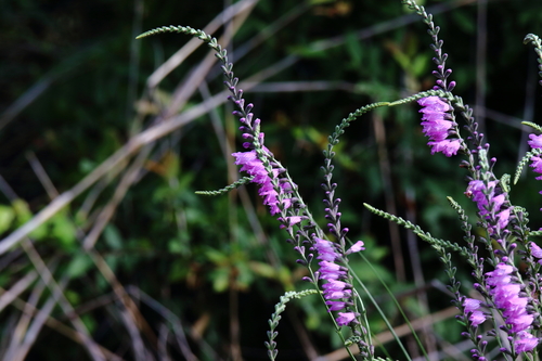 Image of Physostegia pulchella by (c) Michael D Fox, some rights reserved (CC BY)