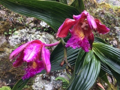 Sobralia dichotoma