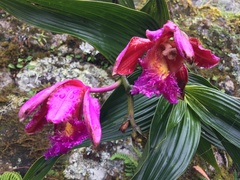 Sobralia dichotoma