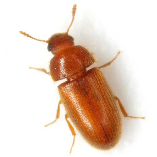 Typhaea stercorea (Linnaeus, 1758)