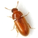 Hairy Fungus Beetle - Photo (c) Mike Quinn, Austin, TX, some rights reserved (CC BY-NC), uploaded by Mike Quinn, Austin, TX