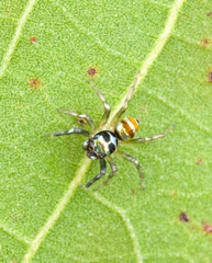 Phintella vittata