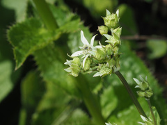 Alepidea cordifolia
