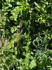 Alepidea cordifolia