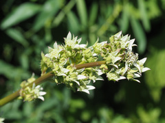 Alepidea cordifolia