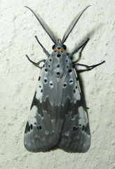 Galtara nepheloptera