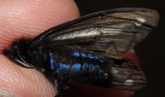 Ctenucha projecta