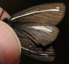 Ctenucha projecta