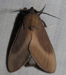 Himerarctia griseipennis