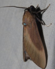 Himerarctia griseipennis