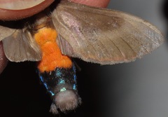 Himerarctia griseipennis