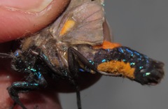 Himerarctia griseipennis