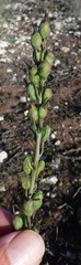 Bulbine cepacea