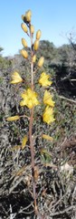 Bulbine cepacea