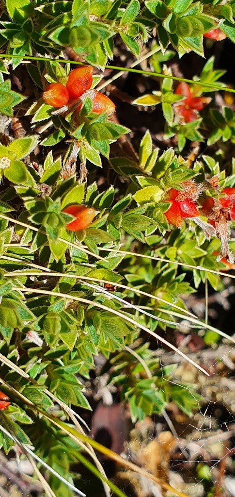 Pimelea oreophila, Tasman District, Tasman, New Zealand, by chrise