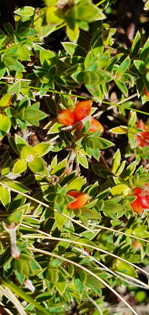 Pimelea oreophila, Tasman District, Tasman, New Zealand, by chrise