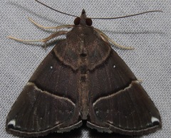 Hypena zarabena