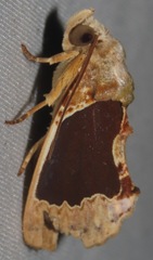 Gonodonta indentata
